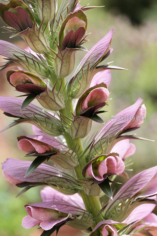 熊马裤Acanthus mollis花开花